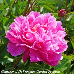 Paeonia lactiflora Bunker Hill