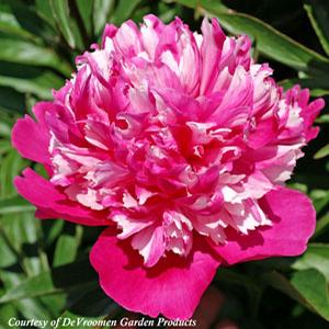 Paeonia lactiflora Celebrity