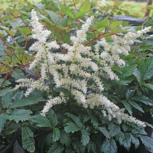 Astilbe japonica Cappuccino