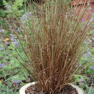 Carex buchananii (Red Fox) 
