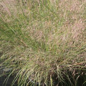 Muhlenbergia reverchonii Undaunted™