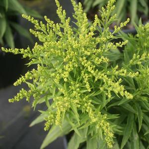 Solidago Sweety