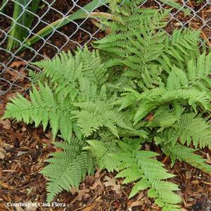 Dryopteris pulcherrima 
