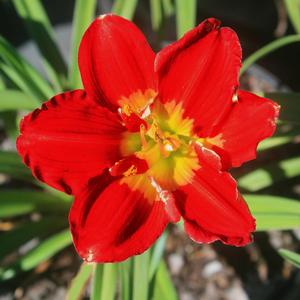 Hemerocallis Passion for Red