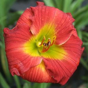 Hemerocallis Red Hot Returns