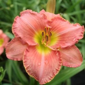 Hemerocallis Scottish Fantasy