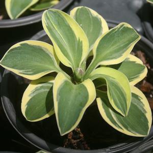 Hosta Mighty Mouse