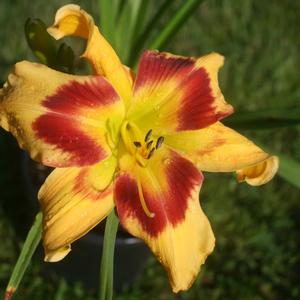Hemerocallis Rainbow Rhythm TM Tiger Swirl