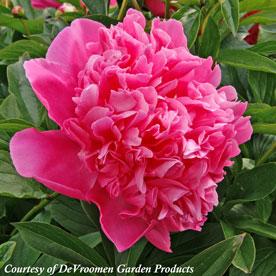 Paeonia lactiflora Best Man