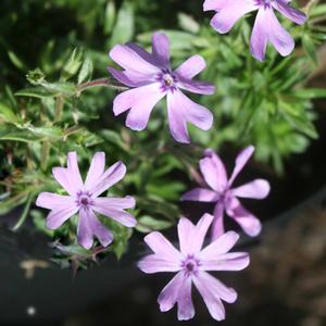 Phlox subulata Running with Scissors