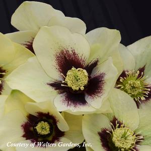 Helleborus orientalis Spanish Flare