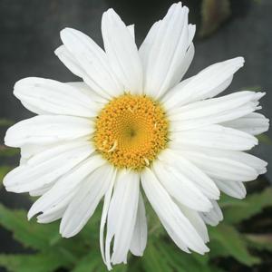 Leucanthemum superbum White Magic