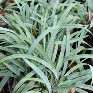Carex laxiculmis Hobb Bunny Blue™