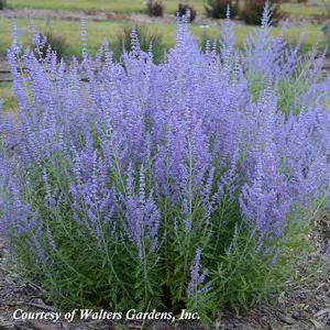 Perovskia atriplicifolia Blue Jean Baby