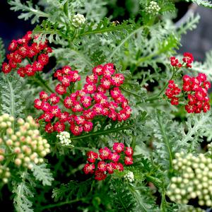 Achillea millefolium New Vintage™ Red