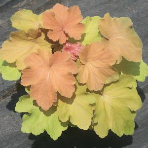 Heuchera villosa Mega Caramel