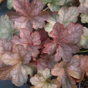 Heuchera villosa Pinot Gris