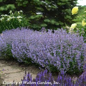 Nepeta faassenii Purrsian Blue