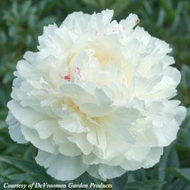 Paeonia lactiflora Marie Lemoine