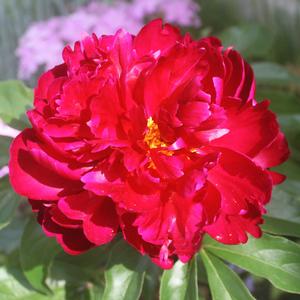 Paeonia lactiflora Peter Brand