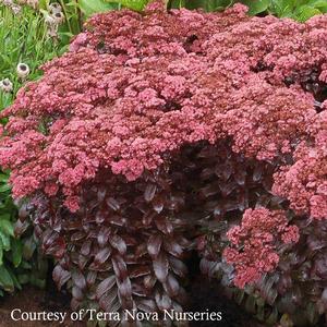 Sedum telephium Dark Magic