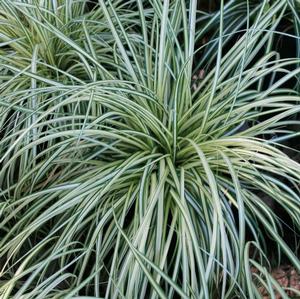 Carex oshimensis Evergold