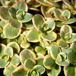 Sedum Lime Twister