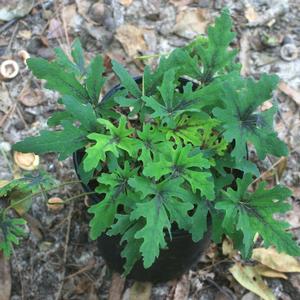Tiarella Timbuktu
