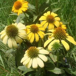 Echinacea Sombrero Lemon Yellow Improved