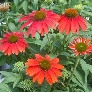 Echinacea Sombrero Tres Amigos