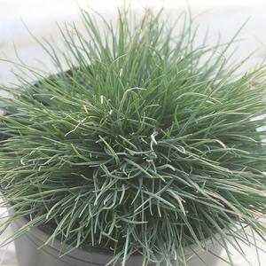 Festuca ovina var. glauca Cool As Ice