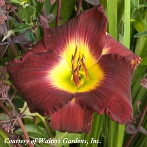 Hemerocallis Midnight Raider