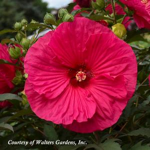 Hibiscus moscheutos Summer in Paradise