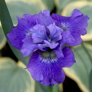 Iris sibirica Blueberry Fair