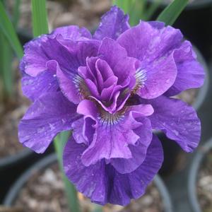 Iris sibirica Concord Crush