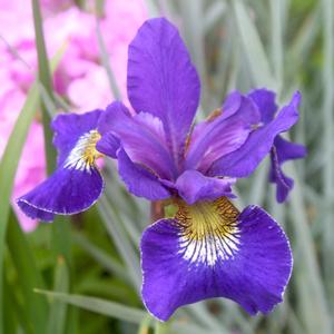 Iris sibirica Golden Edge