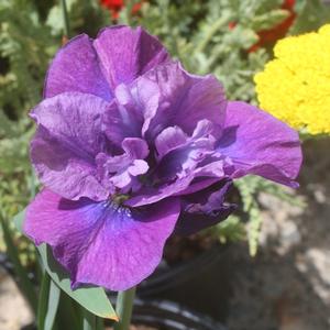 Iris sibirica Spindazzle