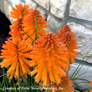 Kniphofia Poco Orange