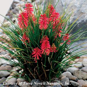 Kniphofia Poco Red
