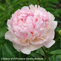 Paeonia lactiflora Angel Cheeks