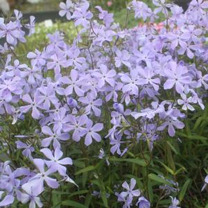 Phlox laphamii Blue Buttons