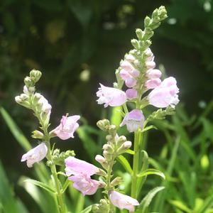 Physostegia virginiana Pink Manners