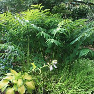 Polygonatum biflorum var. Commutatum 