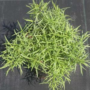 Pycnanthemum tenuifolium 