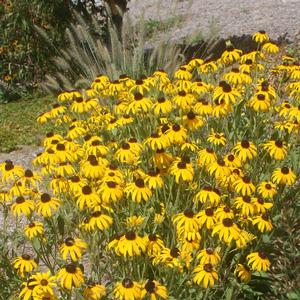 Rudbeckia fulgida var. deamii American Gold Rush