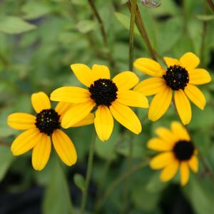Rudbeckia triloba 