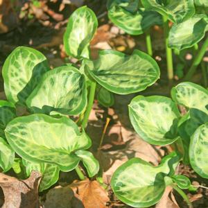 Arum italicum Pamela Harper