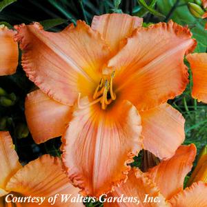 Hemerocallis New Tangerine Twist