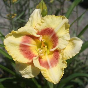 Hemerocallis Monterrey Jack