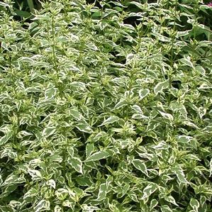 Caryopteris divaricata Snow Fairy